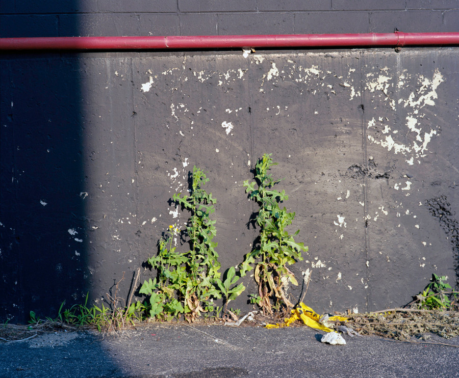 Philippe Durand - Rust And Flowers