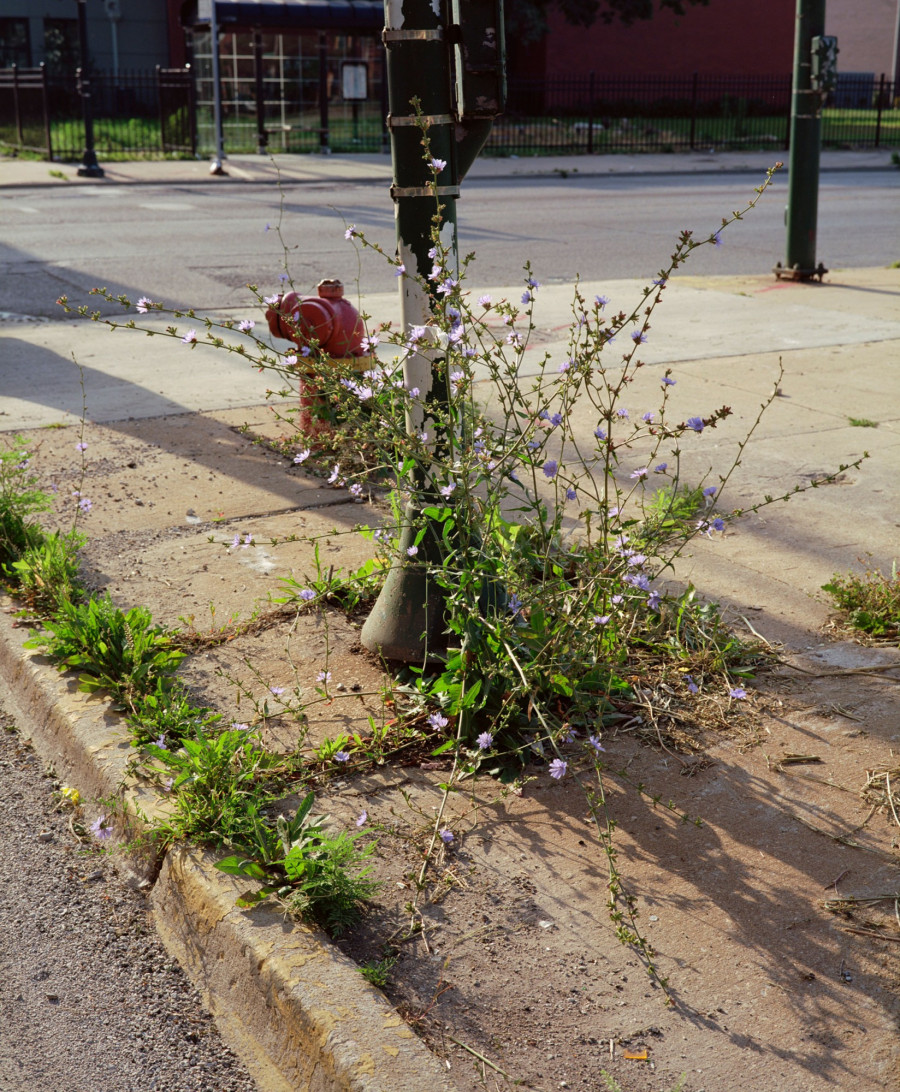 Philippe Durand - Rust And Flowers