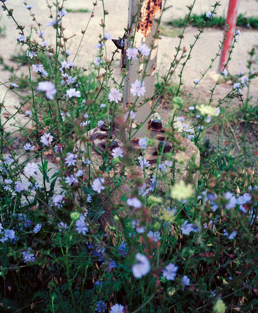 Philippe Durand - Rust And Flowers